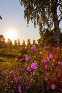 Flowers blooming on field