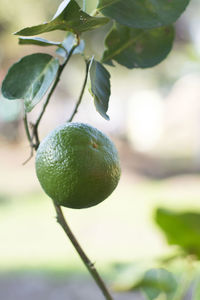 Close-up of fruit growing on tree