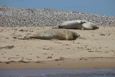 High angle view of sea lion on beach
