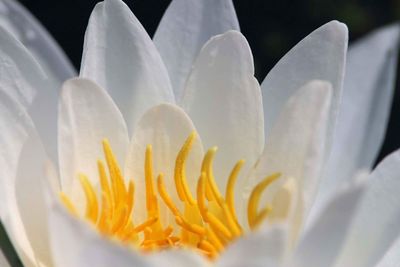 Close-up of flower blooming outdoors