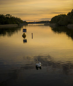 View of bird in lake at sunset