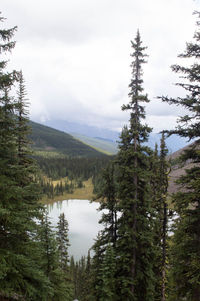 Scenic view of pine trees and mountains against sky