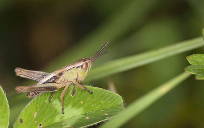 Close-up of grasshopper perching on plant