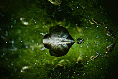 Close-up of water drops on leaf in sea