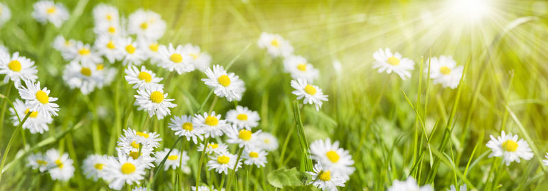 Close-up of yellow flowers blooming on field