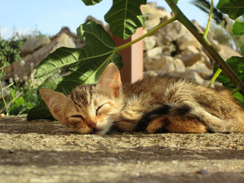 Close-up of cat lying on plant