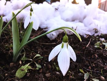 Close-up of white crocus blooming outdoors