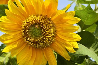 Close-up of sunflower