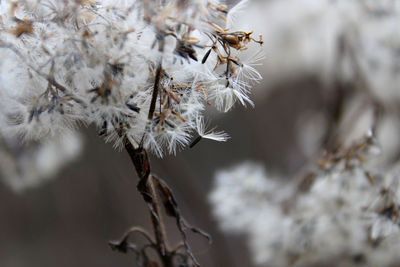 Close-up of wilted plant