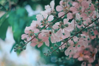 Close-up of pink flowers on branch