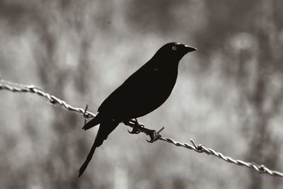 Close-up of bird perching on barbed wire