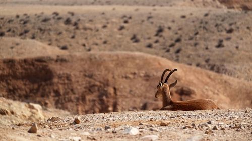 Deer on landscape