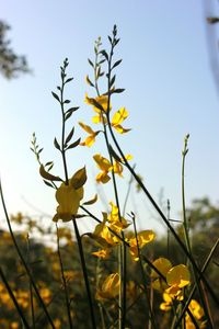 Close-up of yellow flowering plants on field