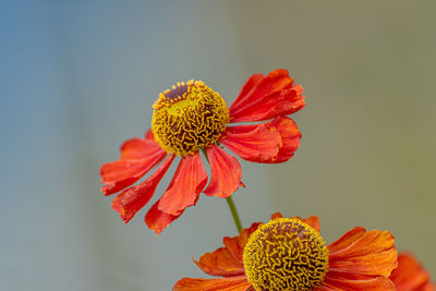 Close-up of orange flower against clear sky