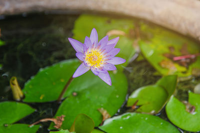 Close-up of lotus water lily in pond