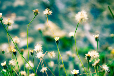 Close-up of flowering plants on field