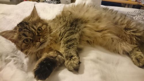 High angle view of cat lying on bed