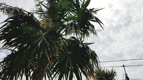 Low angle view of palm tree against sky