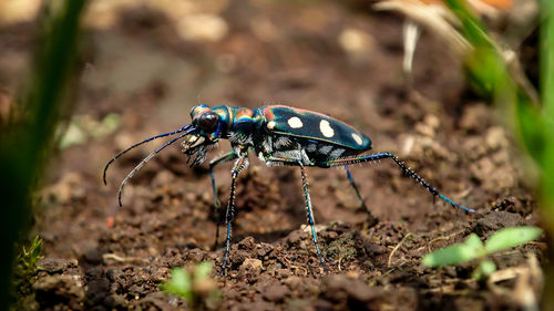 Close-up of insect on land