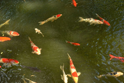 High angle view of koi carps swimming in lake