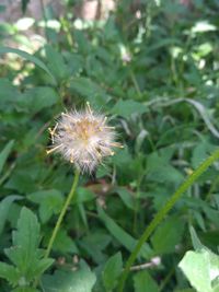 Close-up of dandelion