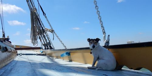 View of a dog on boat