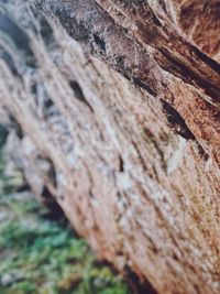 Close-up of tree trunk