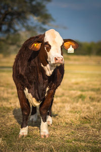 Cow standing in a field