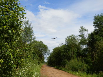 Road amidst trees against sky