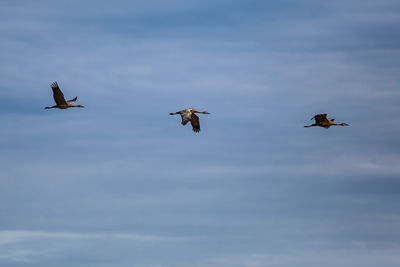 Low angle view of birds flying