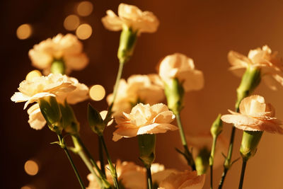 Close-up of flowers blooming outdoors