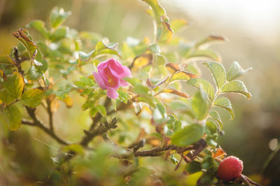 Close-up of pink flowering plant