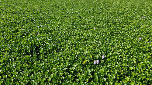 Full frame shot of fresh green field