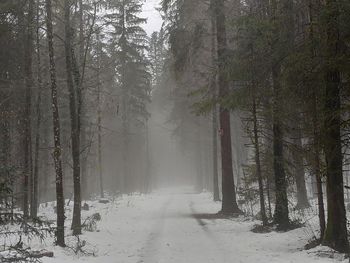 Trees in forest during winter