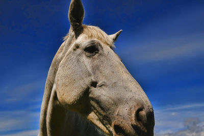 Close-up of an animal