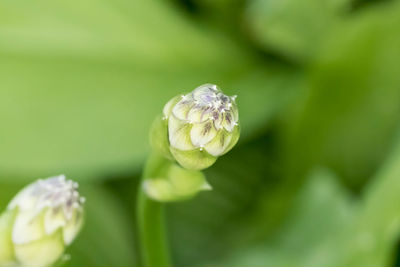 Purple hostas are getting ready to bloom