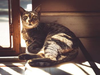 Portrait of tabby cat