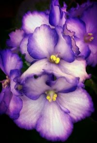 Close-up of purple flowers