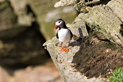 Close-up of bird perching on rock