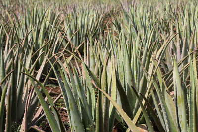 Full frame shot of bamboo plants