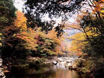 Trees by lake in forest during autumn