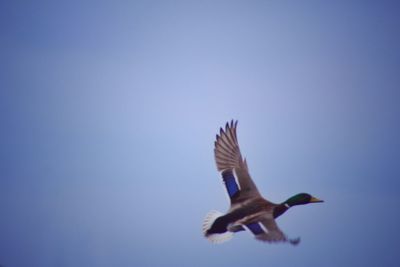 Low angle view of mallard duck flying in clear sky