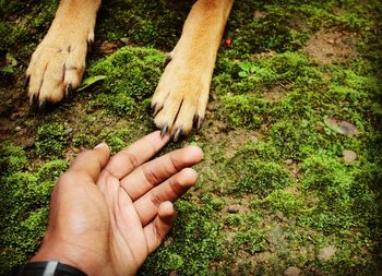 Cropped hands of man touching paw on grass