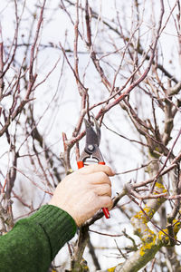 Close-up of hand cutting tree with pruning shears against sky
