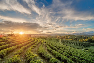 Scenic view of agricultural field against sky during sunset