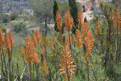 Close-up of flowers on plants