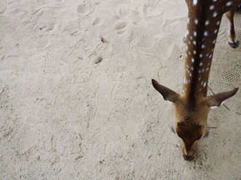 High angle view of deer on sand