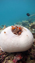 Close-up of fishes swimming in sea