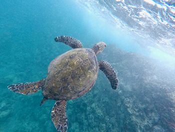 Close-up of turtle swimming in sea