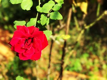 Close-up of red flower blooming outdoors